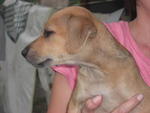 Cherry - Mixed Breed Dog