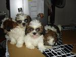 Cuties - Shih Tzu Dog