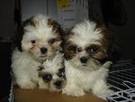 Cuties - Shih Tzu Dog