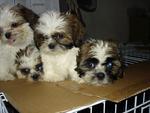 Cuties - Shih Tzu Dog