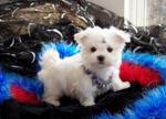 Tiny AKC Maltese Puppy for Adoption.