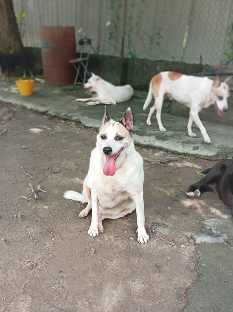 Tutti - Mixed Breed Dog