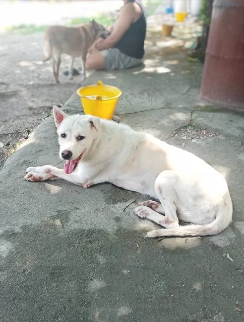 Sherry - Mixed Breed Dog