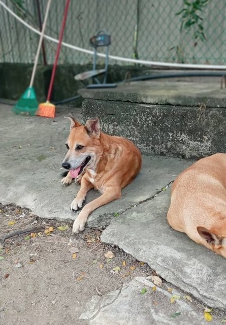 Punch - Mixed Breed Dog