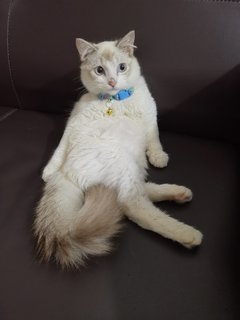 Cherry - Domestic Long Hair + Persian Cat