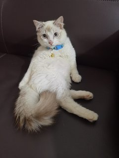 Cherry - Domestic Long Hair + Persian Cat