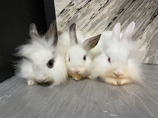 Rabbits - Bunny Rabbit Rabbit