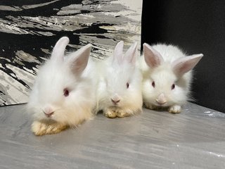 Rabbits - Bunny Rabbit Rabbit