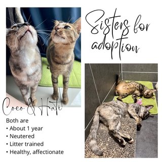 Coco &amp; Hati - Tortoiseshell + Tabby Cat