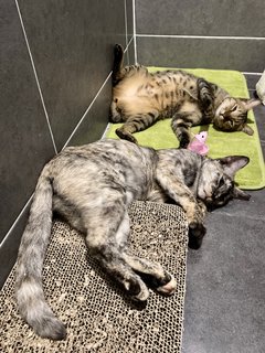 Coco &amp; Hati - Tortoiseshell + Tabby Cat