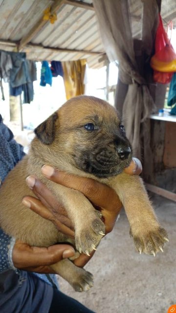 Rocky - Mixed Breed Dog