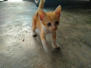 White Mix Orange  - Domestic Short Hair + Domestic Medium Hair Cat