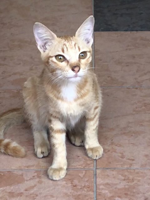 PF112041 - Tabby + Abyssinian Cat