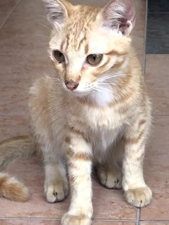 PF112041 - Tabby + Abyssinian Cat
