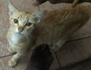 PF112041 - Tabby + Abyssinian Cat