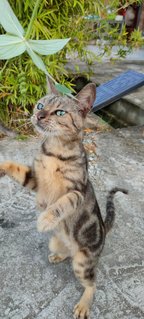 Mackutan - Bengal Cat