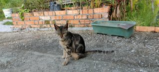 Mackutan - Bengal Cat