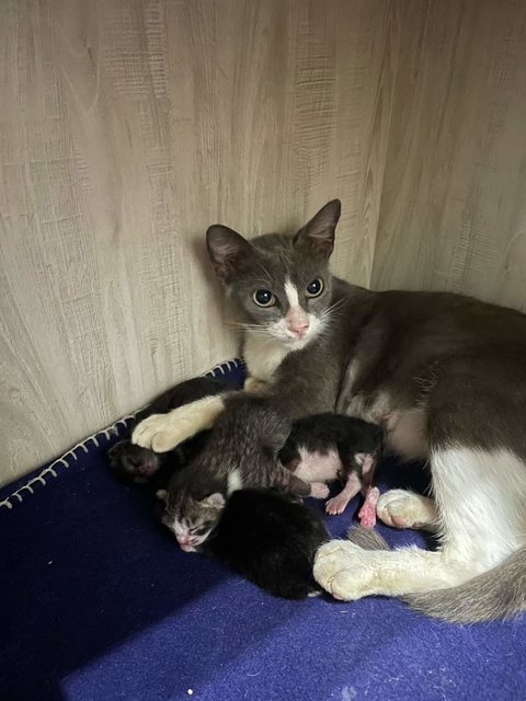 Daria And Kids - Domestic Short Hair Cat