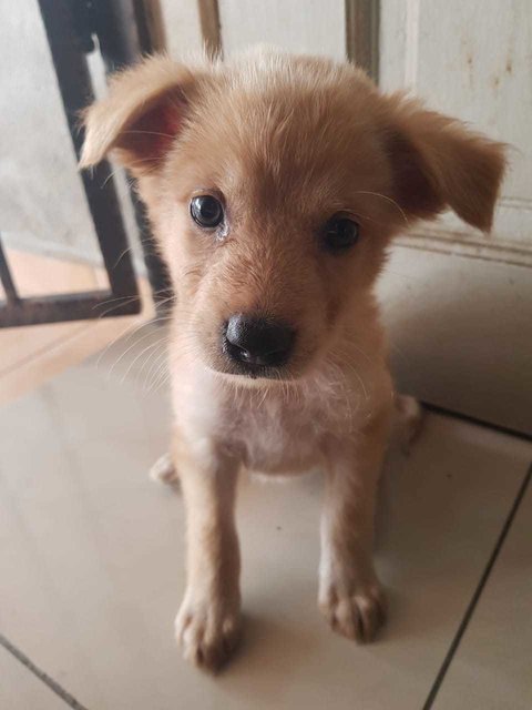 Peanut - Terrier + Spitz Dog