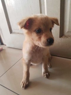 Peanut - Terrier + Spitz Dog