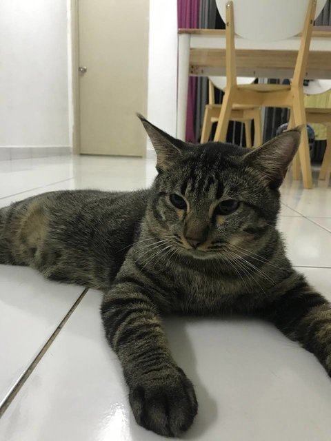 Mok - Tabby Cat