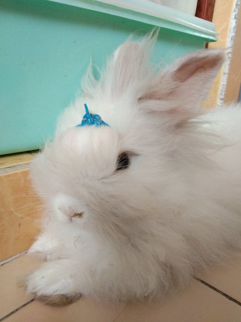 Cloudie - Lionhead + Bunny Rabbit Rabbit