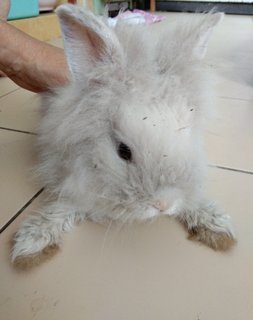 Cloudie - Lionhead + Bunny Rabbit Rabbit