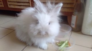 Cloudie - Lionhead + Bunny Rabbit Rabbit