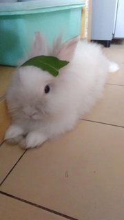 Cloudie - Lionhead + Bunny Rabbit Rabbit