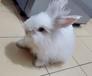 Cloudie - Lionhead + Bunny Rabbit Rabbit