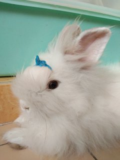 Cloudie - Lionhead + Bunny Rabbit Rabbit