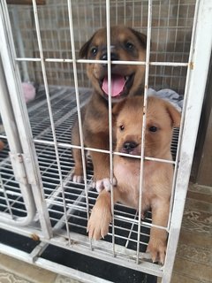 Jengo And Shiloh  - Mixed Breed Dog