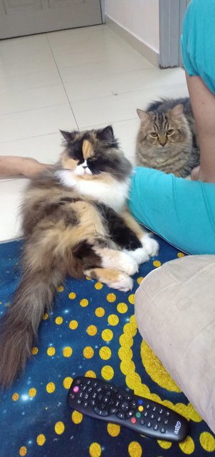 Cik Ani - Persian Cat