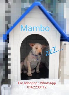 Mambo - Mixed Breed Dog