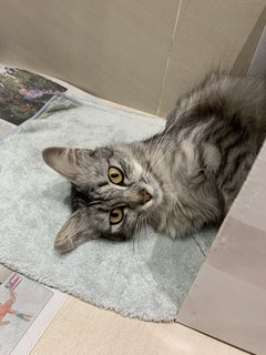 Meeko - Domestic Medium Hair Cat