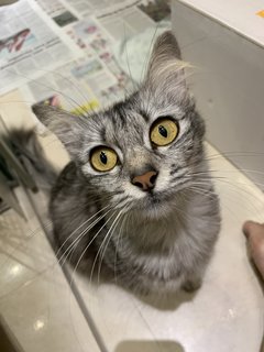 Meeko - Domestic Medium Hair Cat
