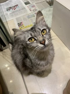 Meeko - Domestic Medium Hair Cat
