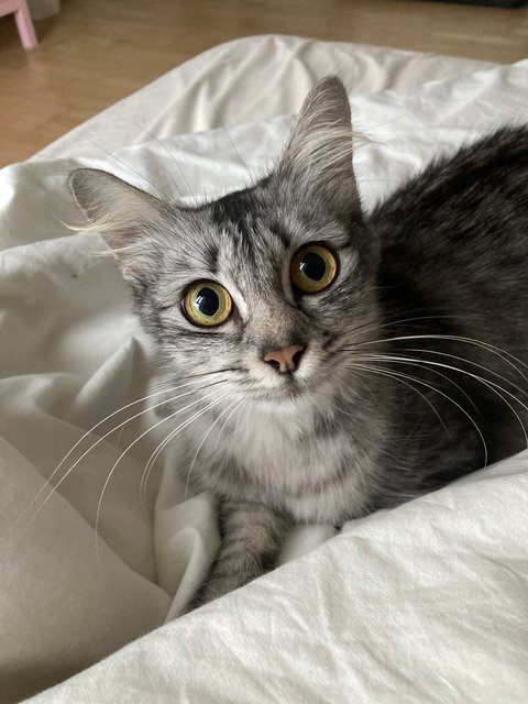 Meeko - Domestic Medium Hair Cat