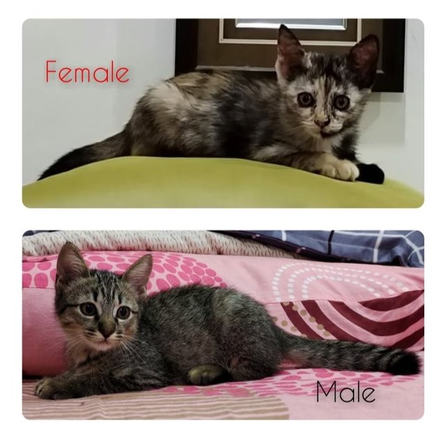 Belang &amp; Comot - Domestic Short Hair Cat