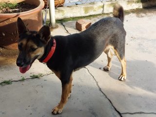 Mimi - Mixed Breed Dog