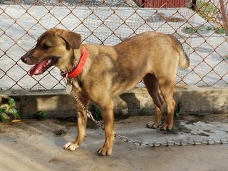 Nooi-nooi - Mixed Breed Dog