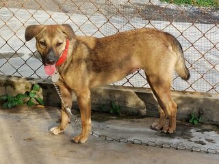 Nooi-nooi - Mixed Breed Dog