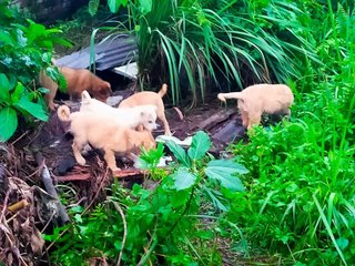 Few Babies - Mixed Breed Dog