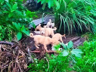 Few Babies - Mixed Breed Dog