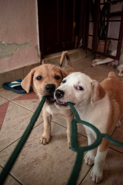 Brownsy &amp; Mixy  - Mixed Breed Dog