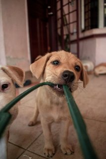 Brownsy &amp; Mixy  - Mixed Breed Dog