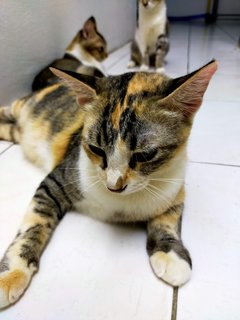 Appa N Adik - Domestic Short Hair Cat