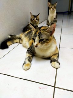 Appa N Adik - Domestic Short Hair Cat