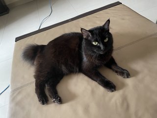 Wispa - Domestic Short Hair Cat