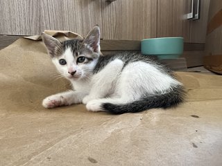 3 Kitten - Domestic Short Hair Cat